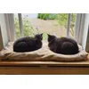 Their favourite blanket