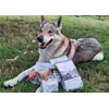 Mia - Czechoslovakian Wolfdog