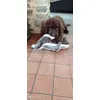 Tanka et son Tamanoir