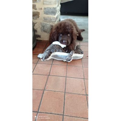 Tanka et son Tamanoir