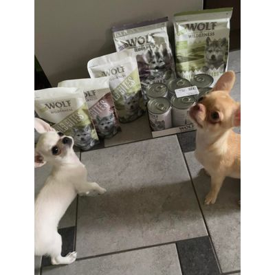 Little wolves