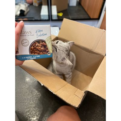 Applaws Kitten -Geraltowi smakuje