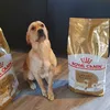 Royal canin