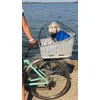 Dexter a bedlington