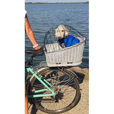 Dexter a bedlington