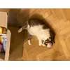 Boldogsag