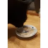 FelinePorta21