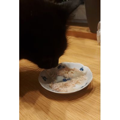 FelinePorta21
