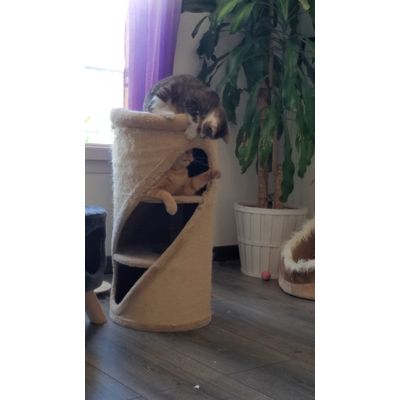 Un indispensable jeux griffes repos