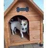 Mia - jack Russel 