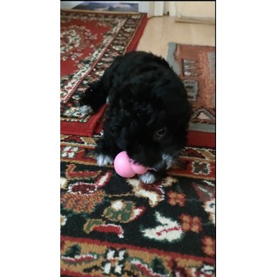 Nova