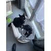 Parfait pour deux chats 