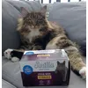 Norwegian Forest cat