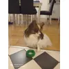 New favourite toy