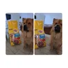 Pedigree 