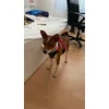 great qualitx perfect size S for my basenji