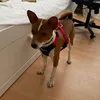 great qualitx perfect size S for my basenji