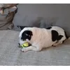 Csivi mit KONG Tennisball 