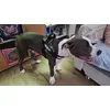 Julius-K9 Colore Mimetico