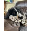 Dotti Plush Toy