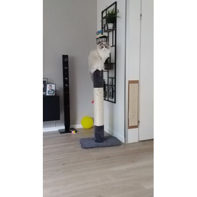Krabpaal xxl