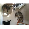 Happy cats