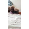 Catzilla