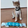 Shiba Inu puppy 2 month age