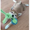Shiba Inu puppy
