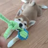 Shiba Inu puppy