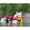 White swiss shepherd REMI