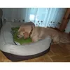 Heiss begehrt