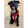 Stl S till Amstaffvalp 9 kg