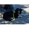 Bordercollie