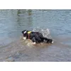 Bordercollie