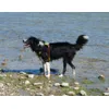 Bordercollie