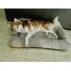 Jenna muy comoda en su cama