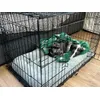 Szoba kennel