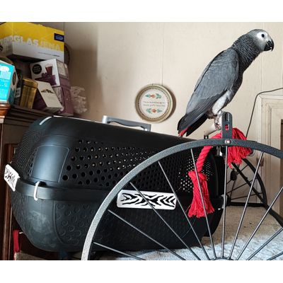 Cage de transport pour perroquet aussi