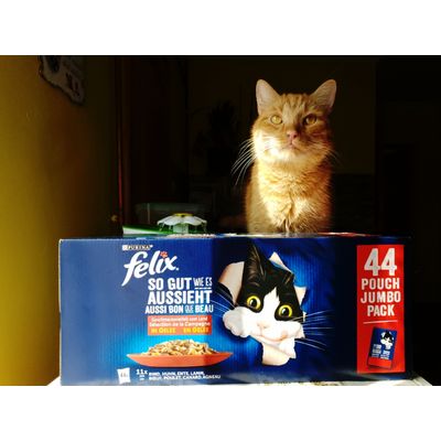 Masni and Felix