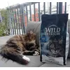 Norwegian Forest cat