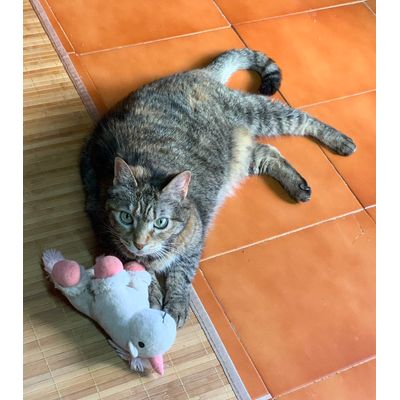 A Pepita le encanta