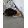 Tapis lechage 