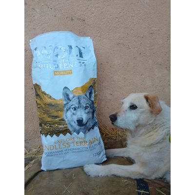 My dog loves it