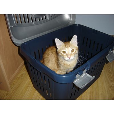 a Nami le gusta su transportin