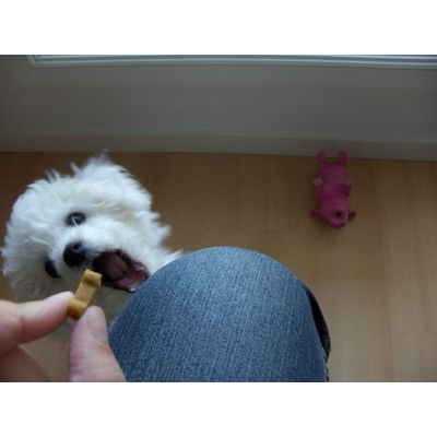 gizmo