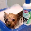 ideal ist dieses Shampoo f.d.feine Haarkleid m.YokierTerrier Daisy