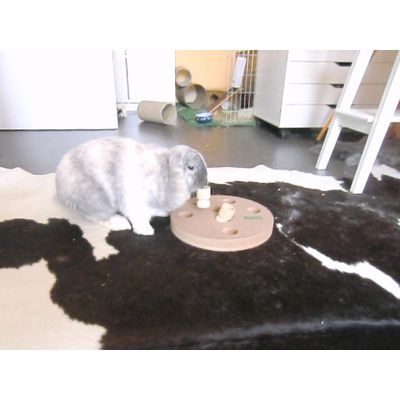 Spaß fürs Kaninchen