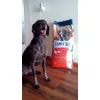 happy dog