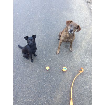 Tigger und Pipa mit ihren Chuck its